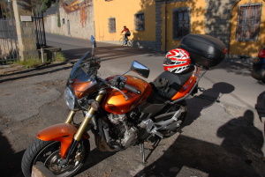 hornet