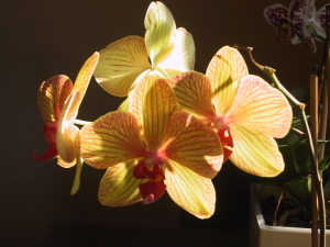 orchidea