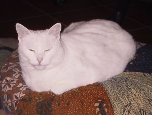 ura